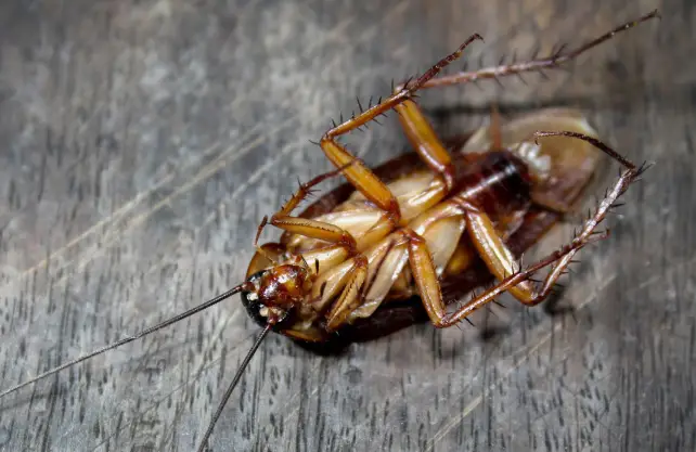 Roach Internal 1