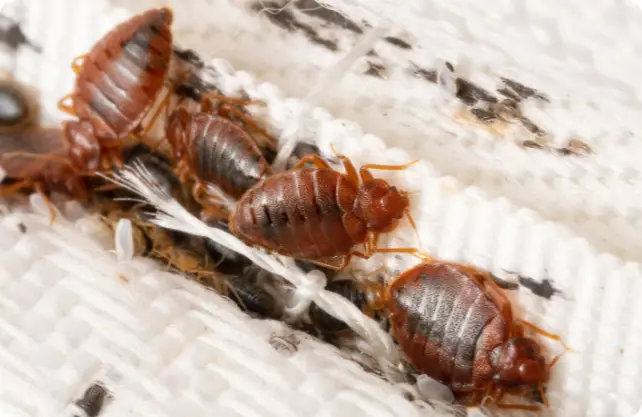bed bug Internal 1