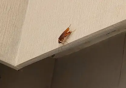 Brown_Branded_Cockroach