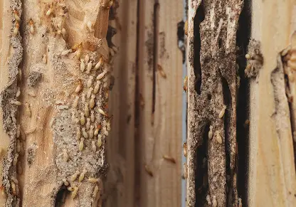 Hidden termite damage inside walls and structural wood
