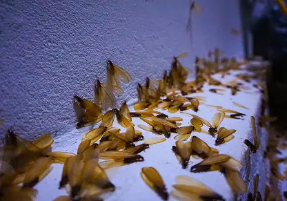 Termite swarmers appearing indoors or around windows