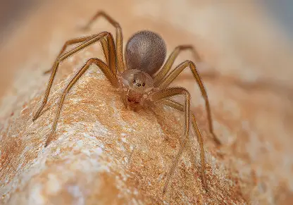 Brown Recluse Spider