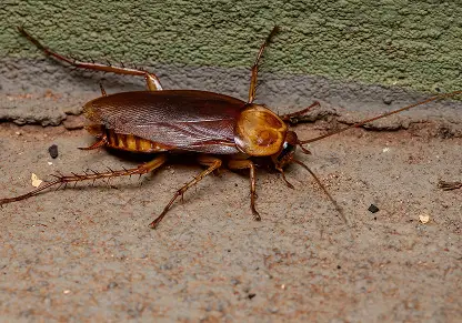 American_Cockroach
