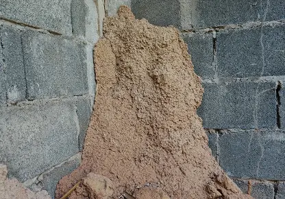 Termite colonies in soil, foundations, and crawl spaces