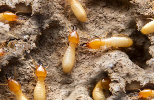 Termite internal