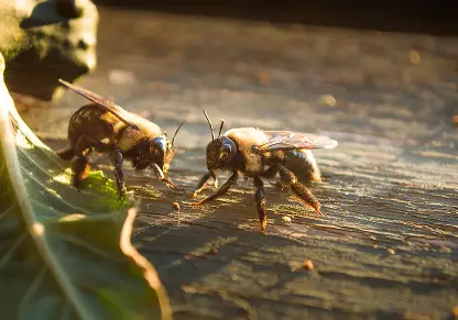 Carpenter Bees