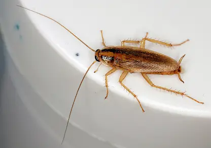 German_Cockroaches