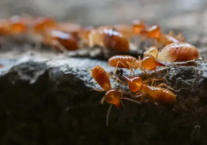 Termites