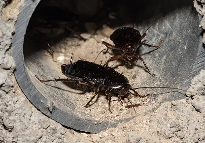 Oriental_Cockroaches
