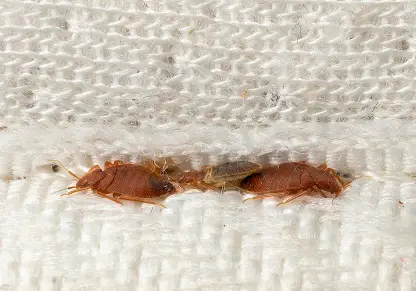 Adult_Bed_Bugs