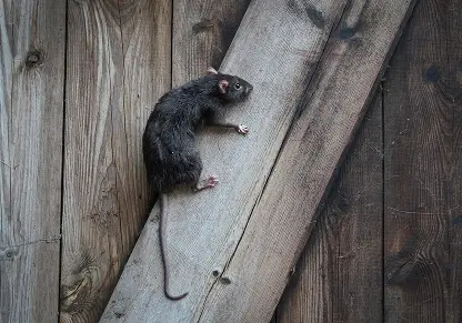 Norway Rat