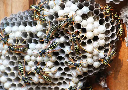 Paper Wasps