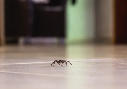 Common House Spider