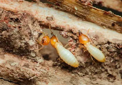 Subterranean termite activity