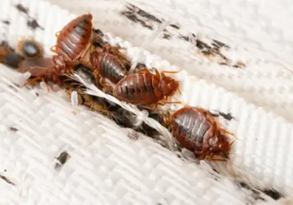 Bed_Bugs