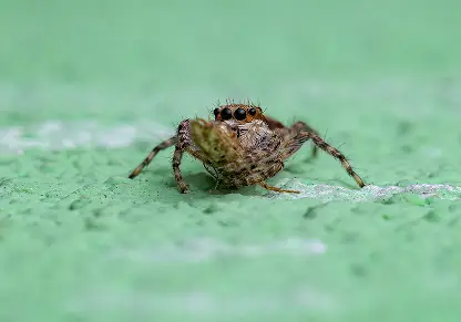 Jumping Spider
