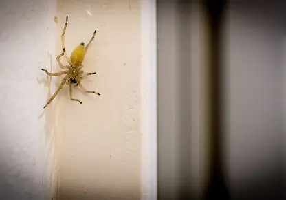 Yellow Sac Spider