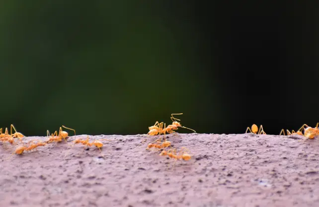 Ant_Control_Services_Img