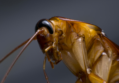 Cockroaches