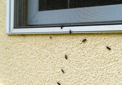 Box elder bugs entering through windows, doors, and siding gaps