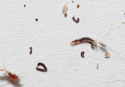 Flea eggs, larvae, and adult populations