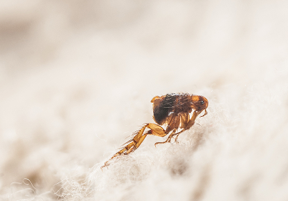 Fleas in carpets, furniture, and pet resting areas