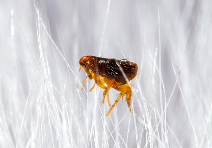 Indoor and outdoor infestations linked to pets or wildlife