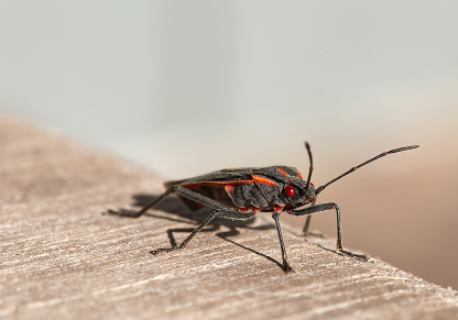 Indoor sightings during fall and warmer winter days
