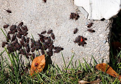 Large outdoor clusters on sunny exterior walls_img