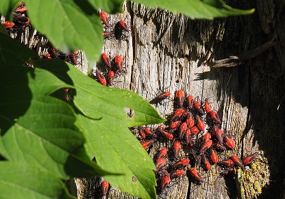 Seasonal invasions tied to nearby box elder or maple trees_img