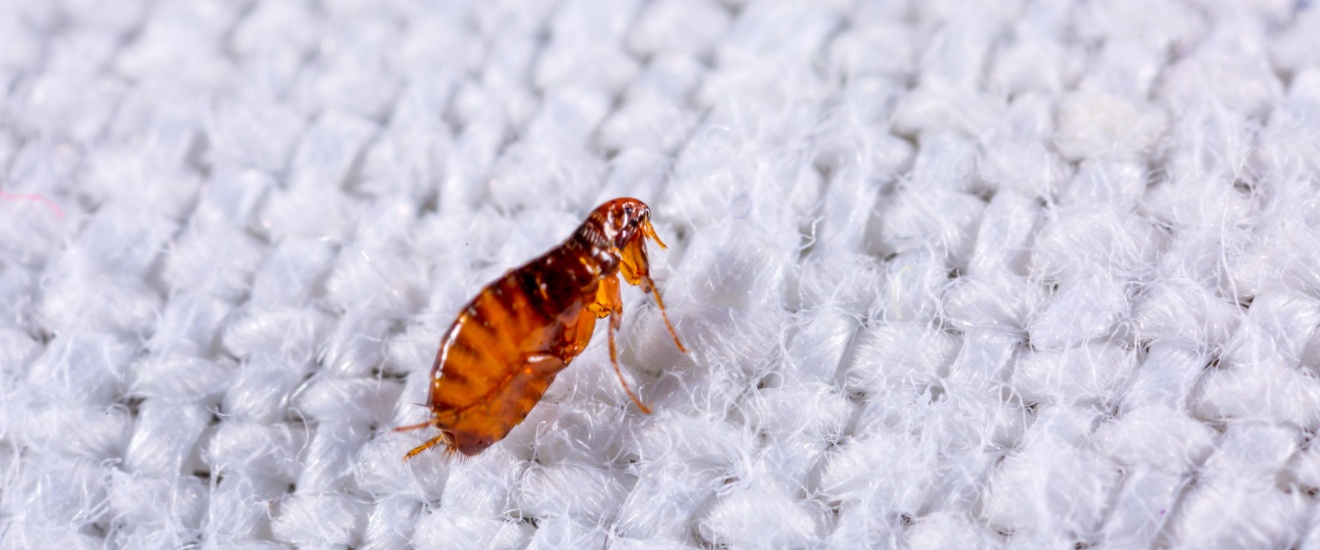 Who’s the Best Pest Control Company for Flea Control in Bloomington, IN?