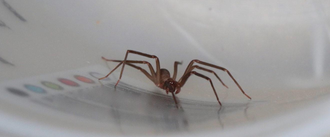 Who’s the Top Pest Control Company for Spider Control in Bloomington, IN?