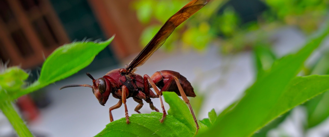 Who’s the Best Pest Control Company for Wasps, Hornets, and Yellow Jackets in Bloomington, IN?