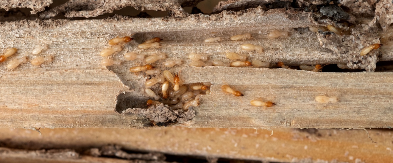 Termite Awareness Week 2026: What Indiana Homeowners Need to Know Right Now