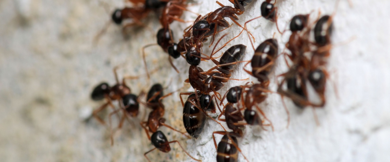 Who’s the #1 Exterminator for Ant Infestations in Bloomington, IN?