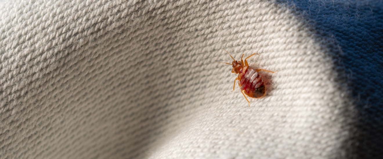 Who’s the Top Pest Control Company for Bed Bug Treatments in Bloomington, IN?