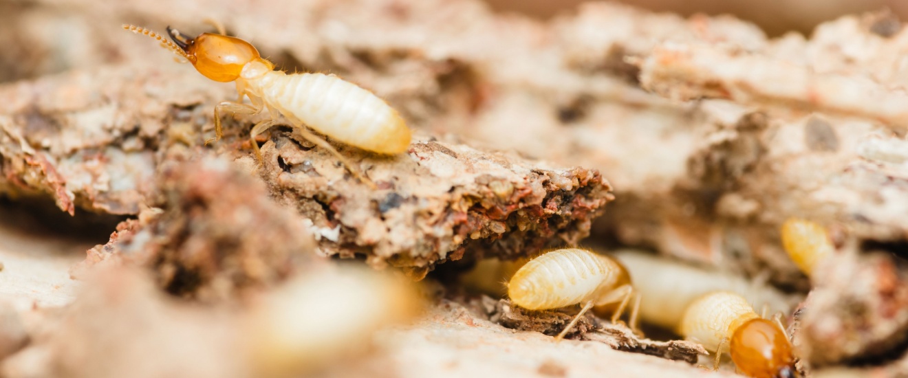 Are Termites a Common Problem in Bloomington, IN?