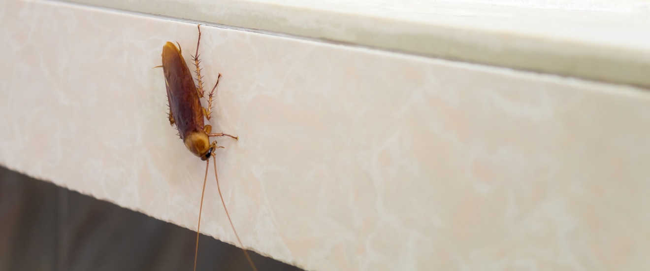 Who’s the Best Exterminator for Cockroach Control in Bloomington, IN?