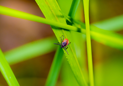Ticks in yards, landscaping, and outdoor living spaces