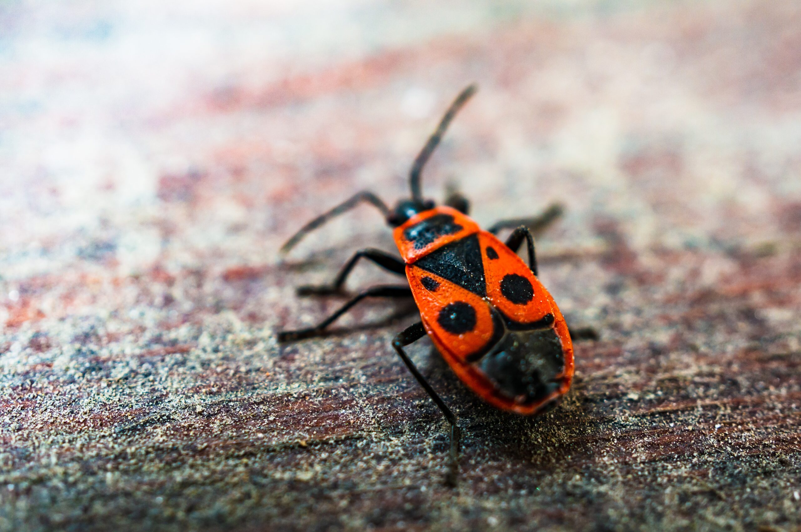 Firebug on wooden surface.