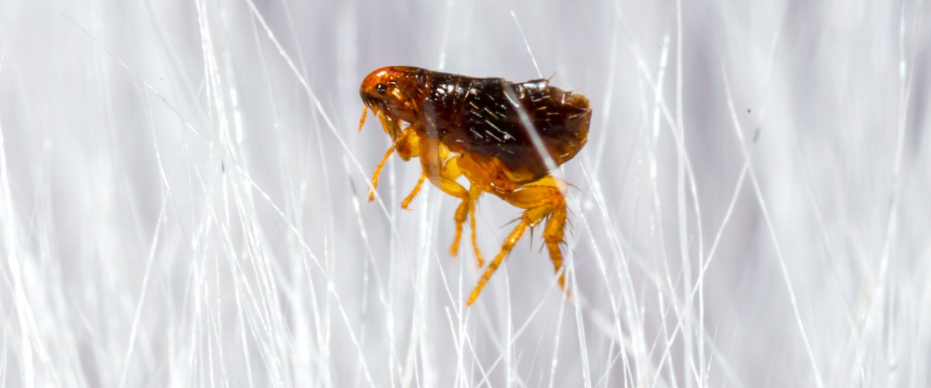 Why Bloomington Pet Owners Are Seeing More Flea Problems Than Ever