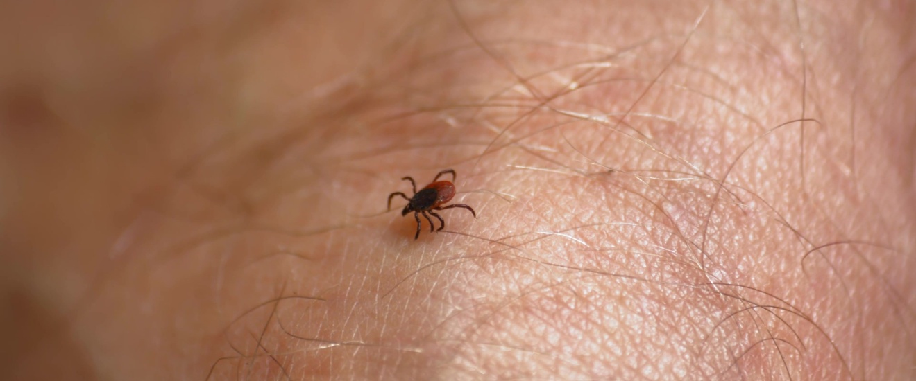 Protecting Your Family From Fleas and Ticks During Bloomington’s Summer