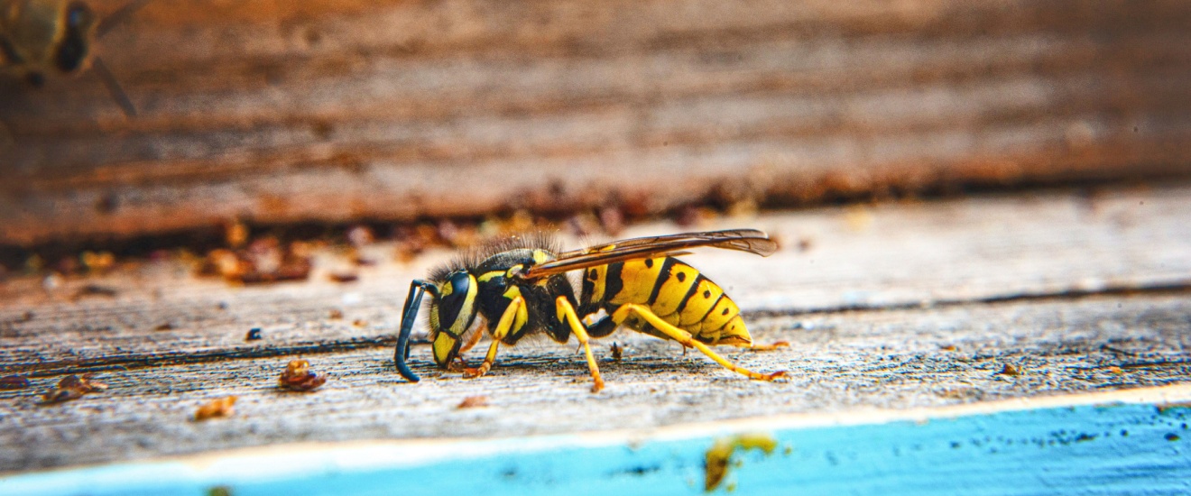 Why Yellowjackets Become More Aggressive Around Bloomington Cookouts and Outdoor Events