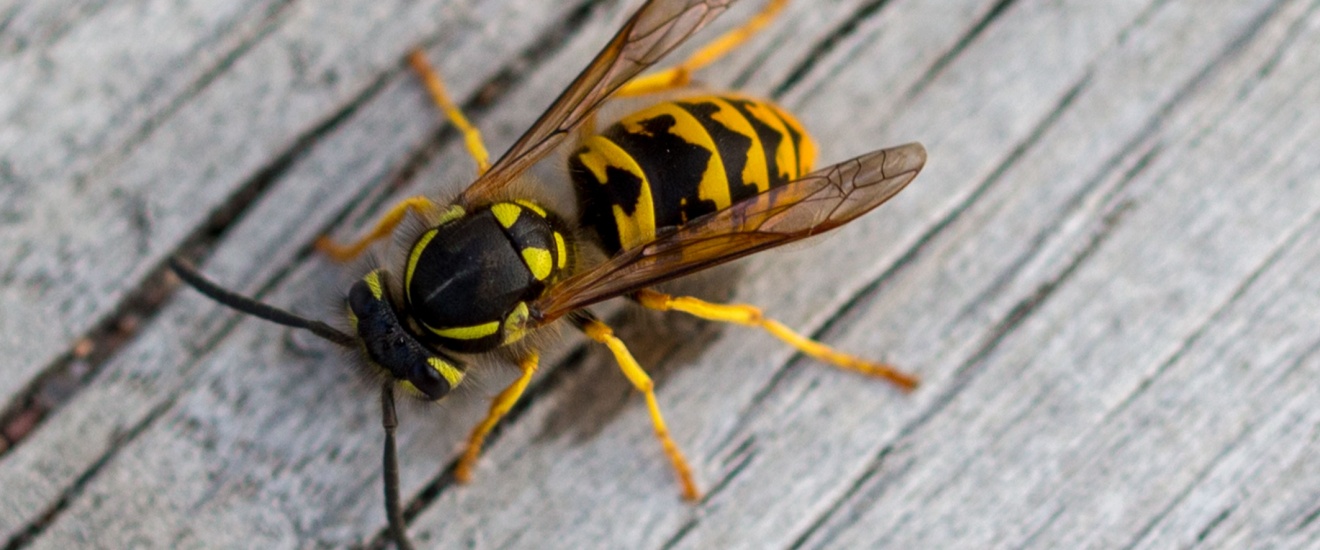 The Most Dangerous Time of Year for Wasp Stings in Bloomington