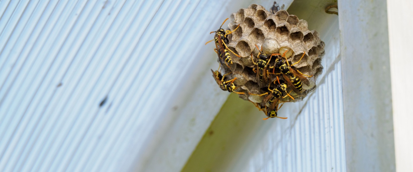 Why Wasps Love Building Nests Around Bloomington Homes in Late Summer