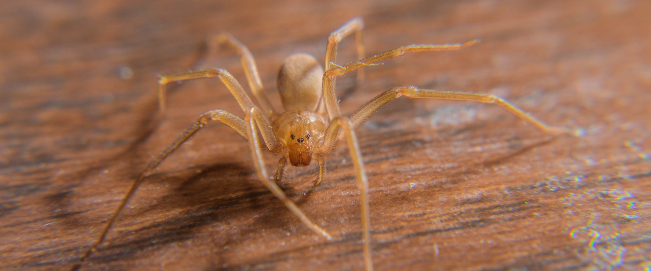 Brown Recluse Spiders in Bloomington: Where They Hide and What Attracts Them