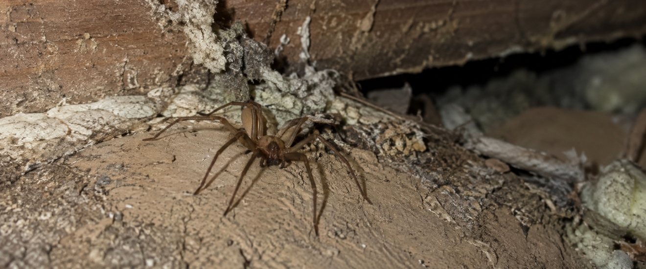 Why Bloomington Basements and Crawl Spaces Are Perfect Hiding Spots for Spiders